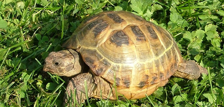 Виды черепах: о чем нужно помнить, прежде чем заводить?