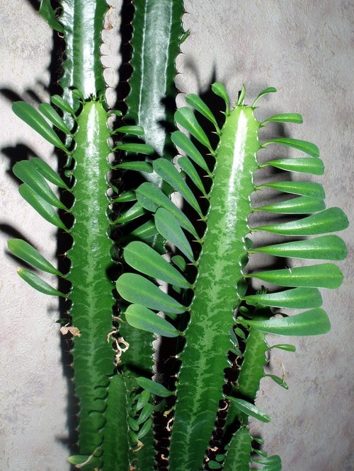 Виды кактусов: как называются домашние кактусы?
