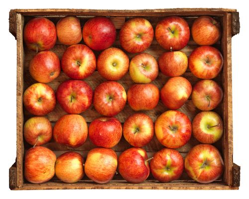 Как хранить яблоки зимой дома