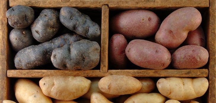 Как хранить картошку зимой