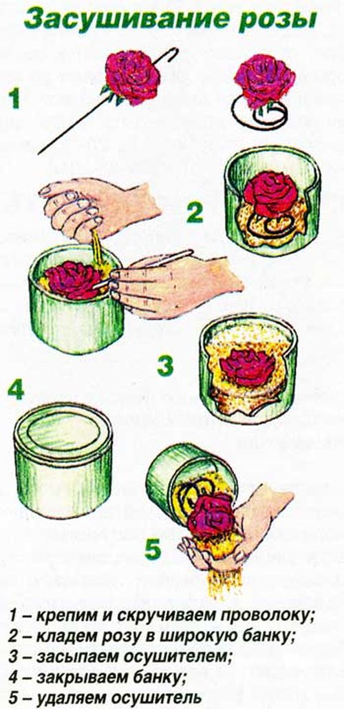 Как засушить цветы для гербария