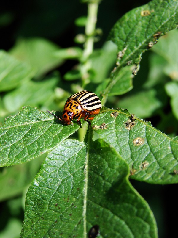Заморский захватчик: эффективные методы борьбы с колорадским жуком