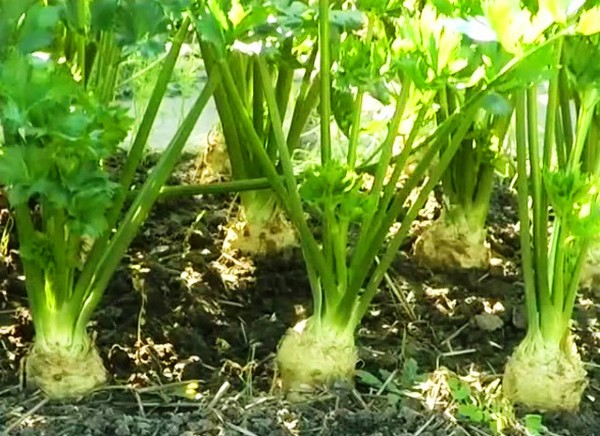 Сельдерей: выращивание и самые интересные сорта для открытого грунта и теплицы
