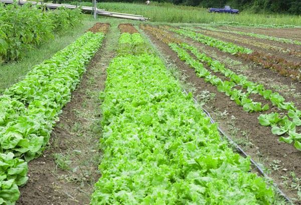 Выращивание салата в теории и на практике, полезные советы и рекомендации