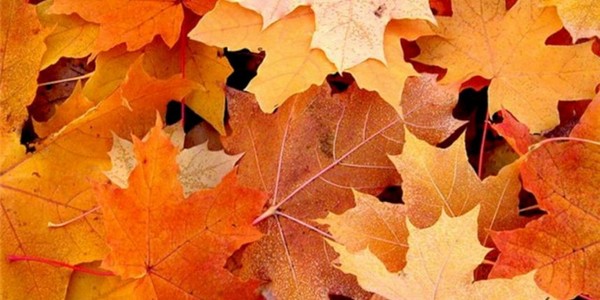 Песни и стихи на Осенний бал для школьников — лучшие, современные, красивые и короткие