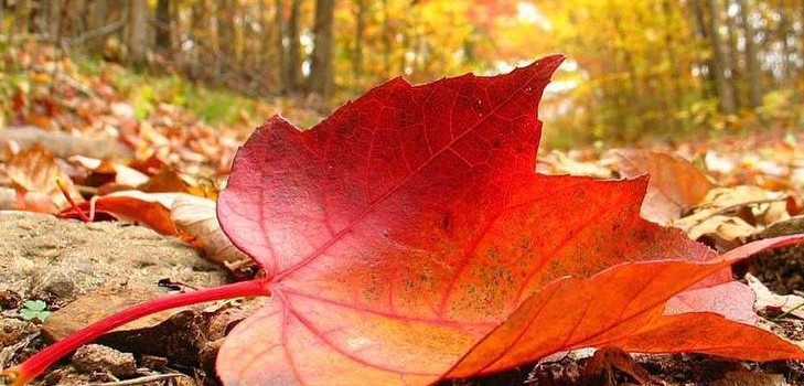 Песни и стихи на Осенний бал для школьников — лучшие, современные, красивые и короткие