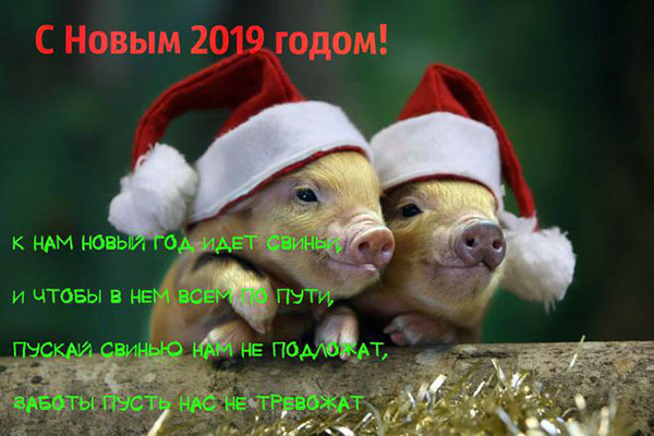Смс с Новым 2019 годом Свиньи: красивые, смешные и прикольные