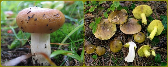 Какие грибы чаще всего забывают в лесу
