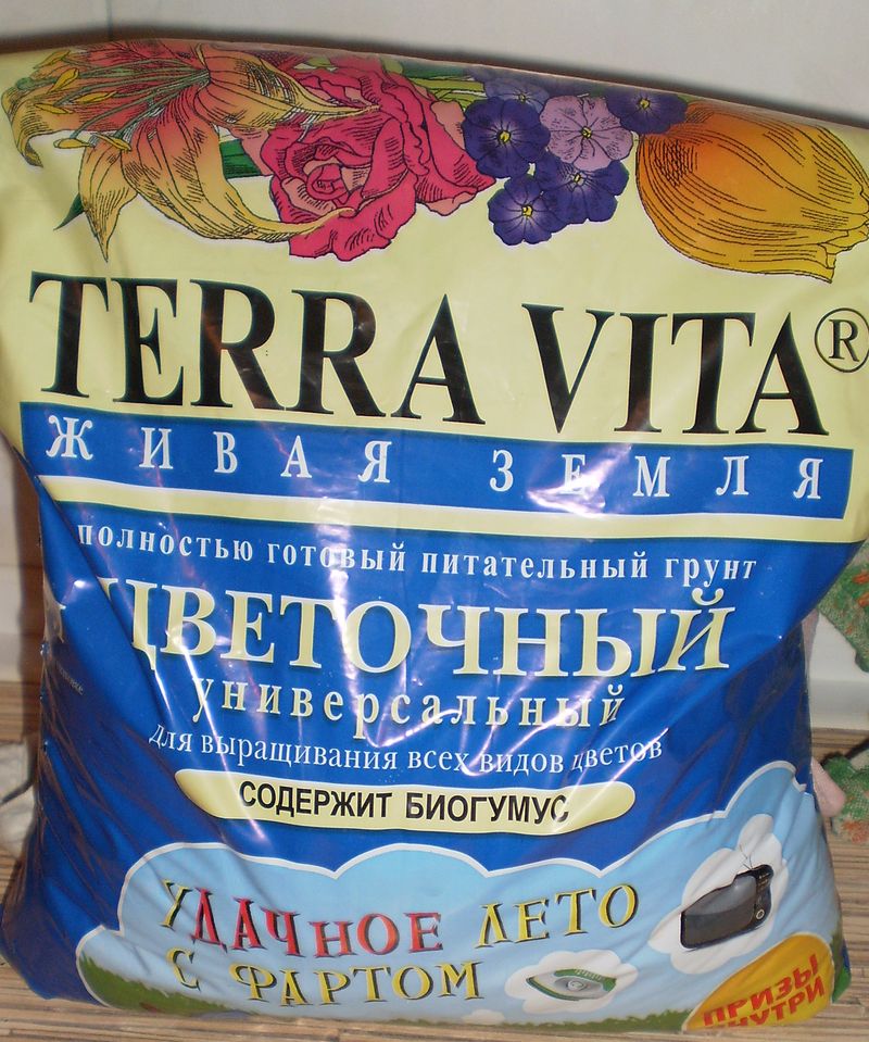 Гиацинт в домашних условиях