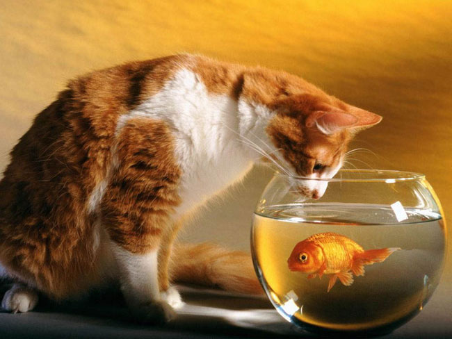 Как ухаживать за золотой рыбкой?