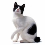 Породы кошек: японский бобтейл