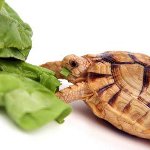 Чем питаются черепахи