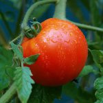 Правильный полив помидоров