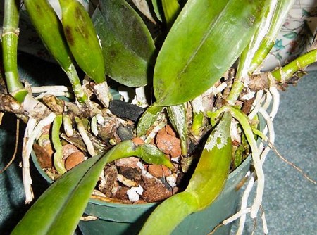 Как размножить орхидею: черенкование