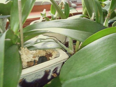 Как размножить орхидею: детки