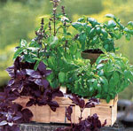 Выращивание овощей и зелени в домашних условиях