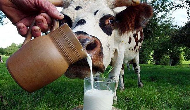 Молоко для детей: польза или вред?