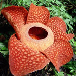Необычные цветы - раффлезия