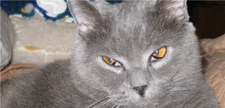 Третье веко у кошки: причины, симптомы и лечение в домашних условиях