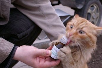 Валерьянка для кошек: опасности, подстерегающие владельца