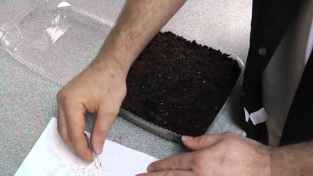 Выращиваем клубнику и землянику на подоконнике