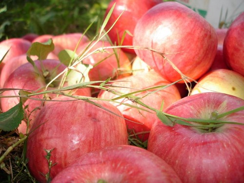 Не тряси яблоню, покуда зелено: когда праздновать Яблочный Спас