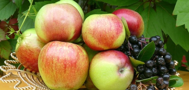 Не тряси яблоню, покуда зелено: когда праздновать Яблочный Спас