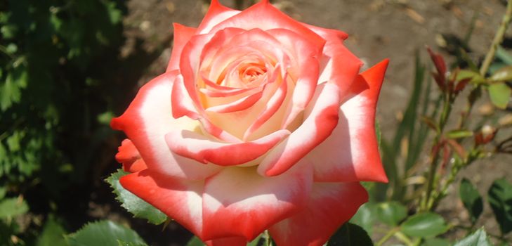 Как правильно ухажить за садовыми розами