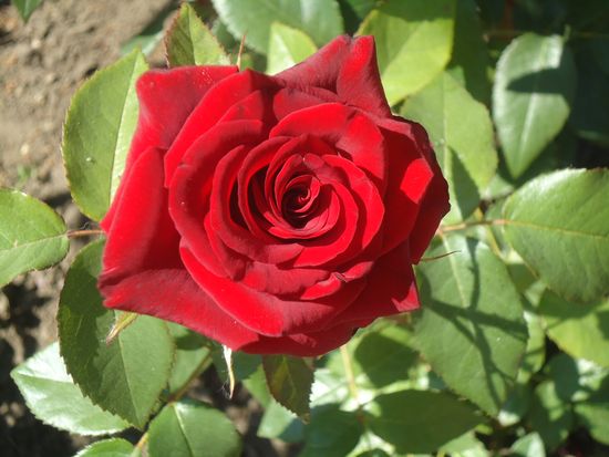 Как правильно ухажить за садовыми розами