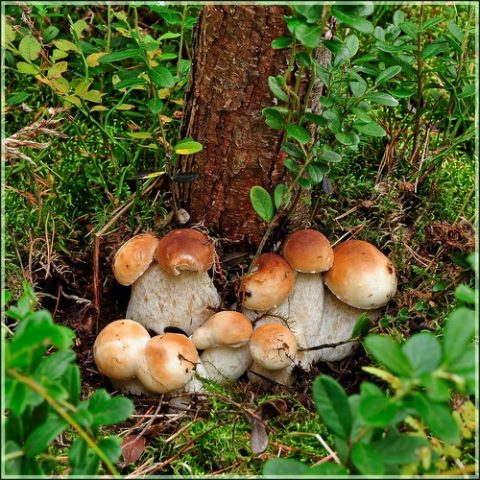 Полевой белый гриб фото и описание