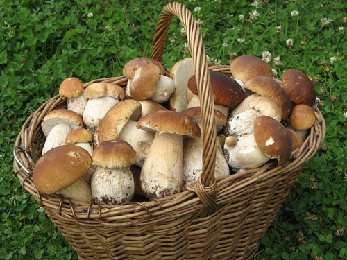 Белый гриб: описание, характеристики мест произрастания