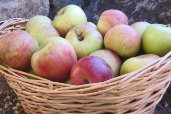Как хранить яблоки зимой