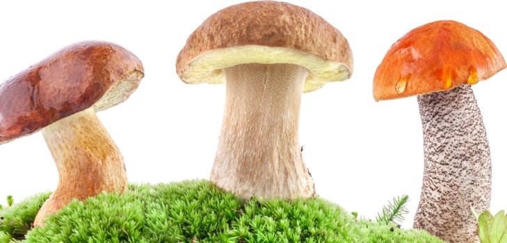 Как чистить грибы: практические советы