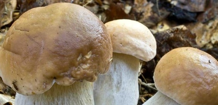 Как варить белые грибы для супа и консервации