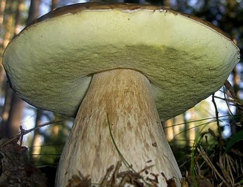 Когда и где растут белые грибы: советы начинающим грибникам