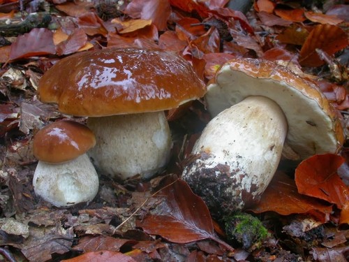 Когда и где растут белые грибы: советы начинающим грибникам