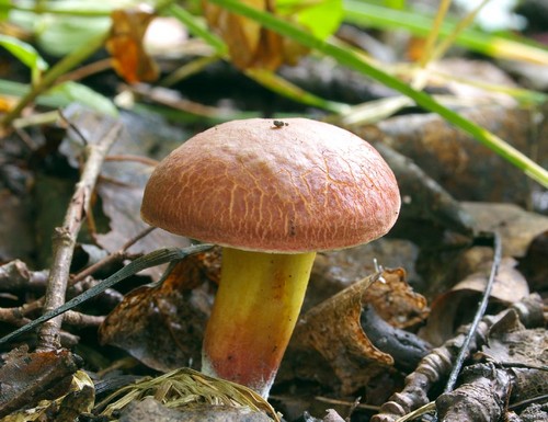 Моховик гриб: описания и предосторожности во время «тихой охоты»