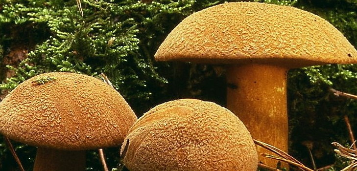 Моховик гриб: описания и предосторожности во время «тихой охоты»