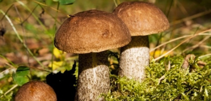 Подберезовики: рецепты приготовления грибных блюд