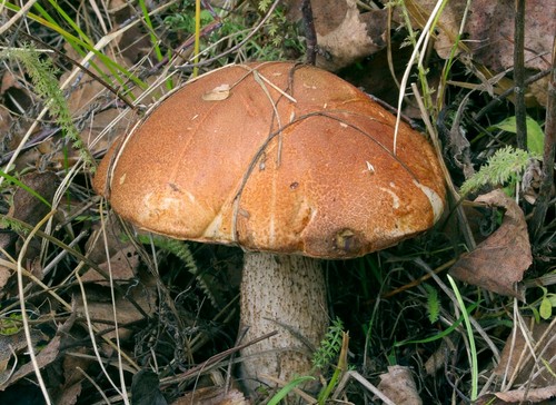 Подосиновик: описание гриба с фото