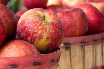 Когда и как собирать урожай яблок