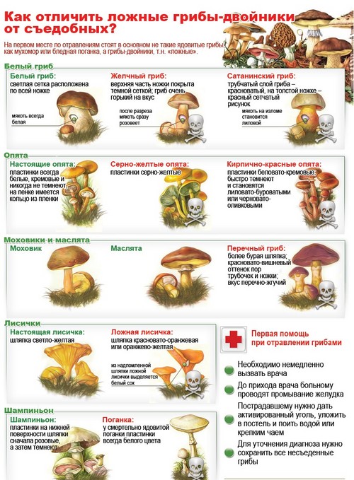 Съедобные грибы: классификация и предосторожности