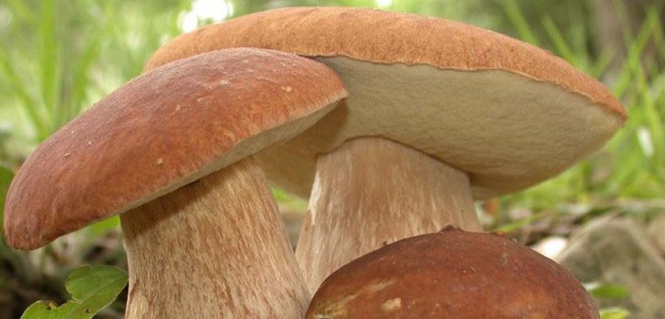 Съедобные грибы: классификация и предосторожности