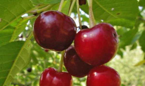 Лучшие сорта вишни – описания с фото