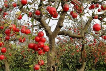 Скорая помощь для сада или Болезни яблонь и их лечение
