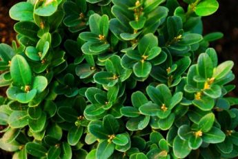 Самшит – вечнозеленое украшение для сада и подоконника