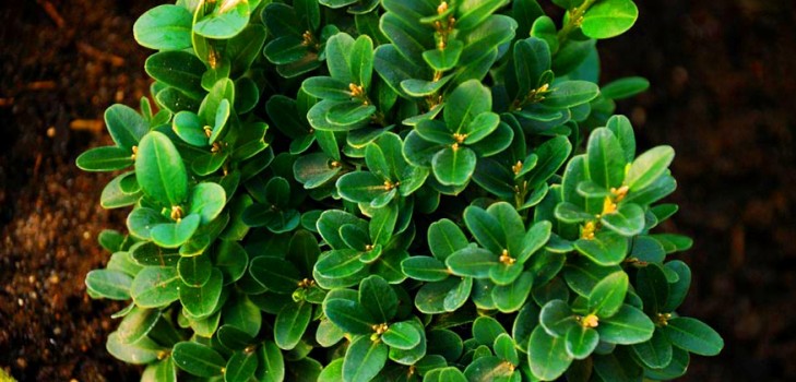 Самшит – вечнозеленое украшение для сада и подоконника