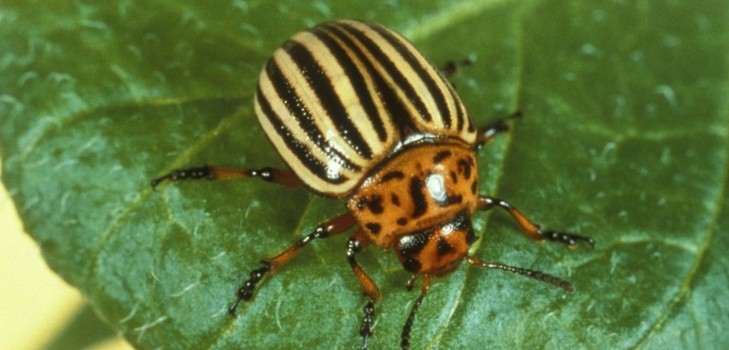 Заморский захватчик: эффективные методы борьбы с колорадским жуком