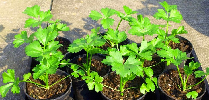 Сельдерей: выращивание и самые интересные сорта для открытого грунта и теплицы
