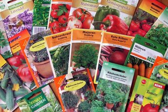 Как нужно правильно выбирать семена овощей для посадки в открытый грунт